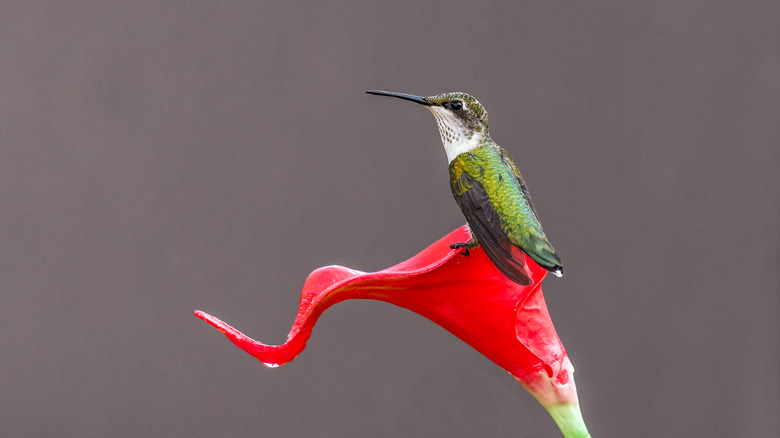 Hummingbird on red canna lily