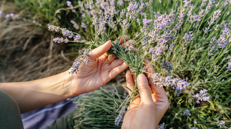 Hands harvesting lavender sprigs