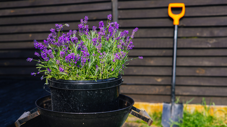 Container of lavender and shovel against fence