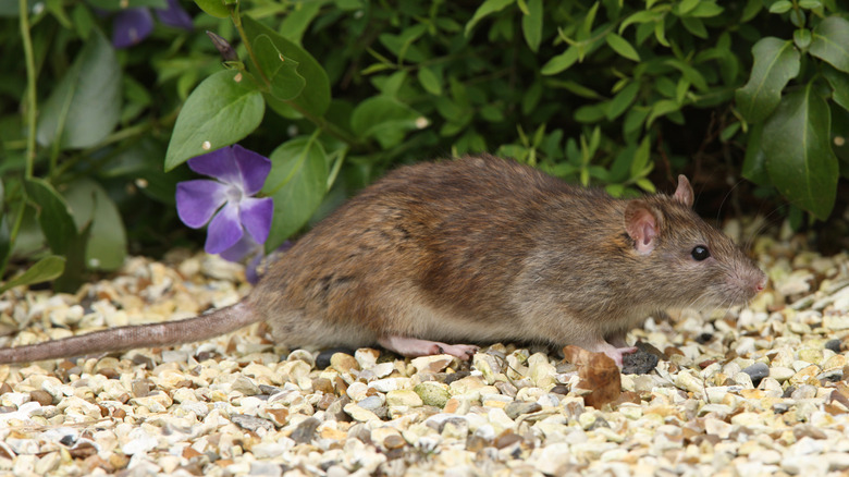 Brown rat on gravel in garden