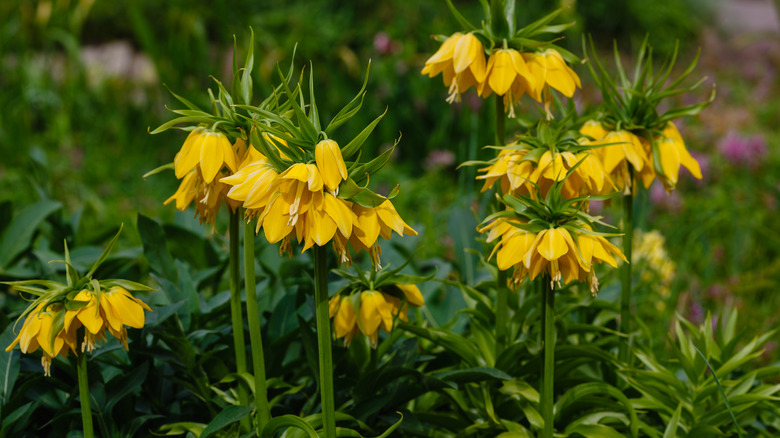 Pretty yellow crown imperials growing in a garden