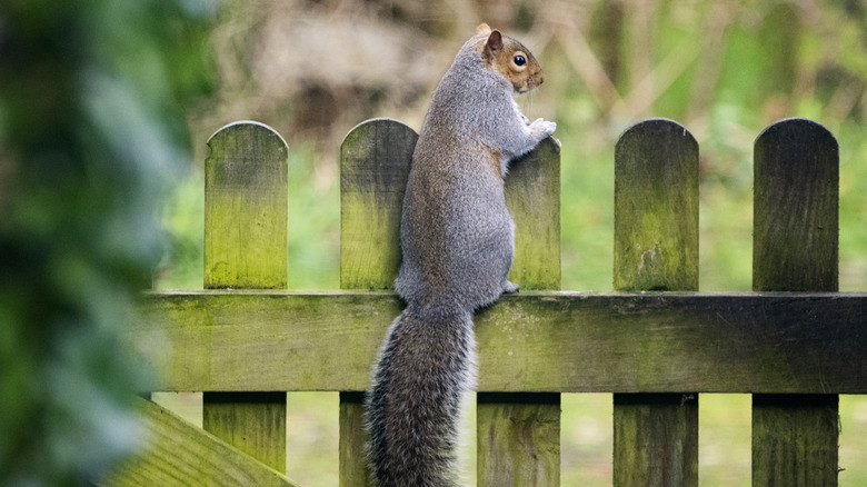 A cute squirrel sitting on the fence and looking at the garden