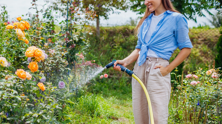 A gardener waters a rose bush with a hose