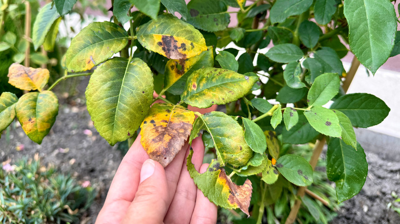 A gardener inspects rose leaves with signs of fungal disease