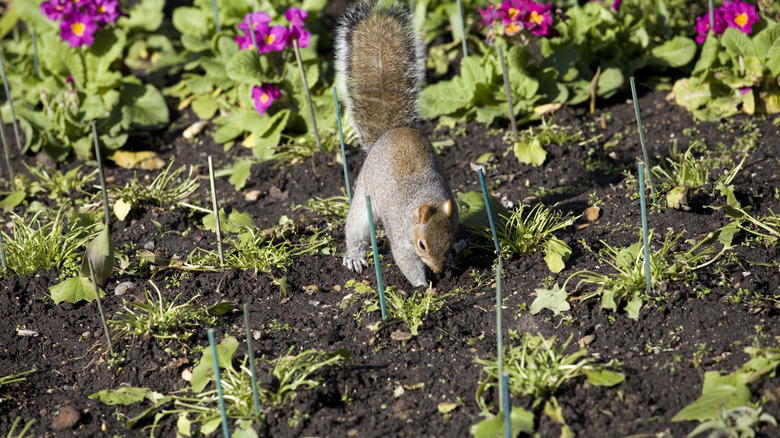 A squirrel digging up flowers in a garden bed