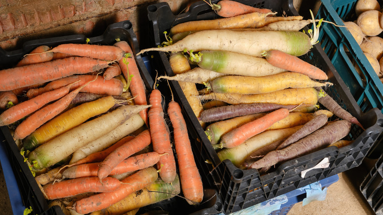 Freshly harvested carrots ready to be packed away and stored
