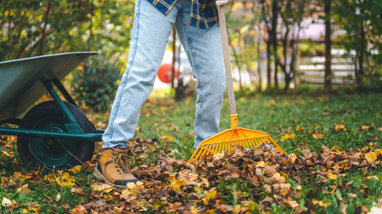 Someone raking fallen leaves in their garden