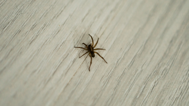 A spider crawling on a tiled floor.