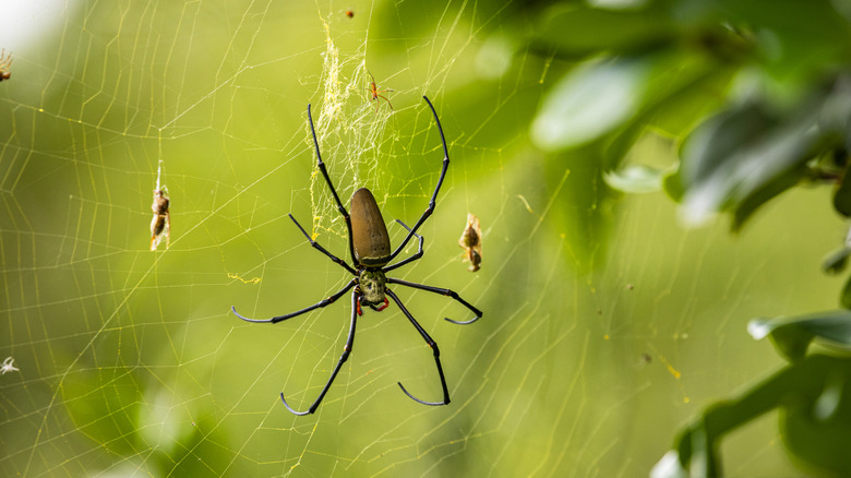 A closeup of a large golden orb spider in its web.