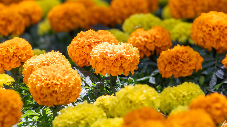 A flower bed filled with orange and yellow African marigolds.