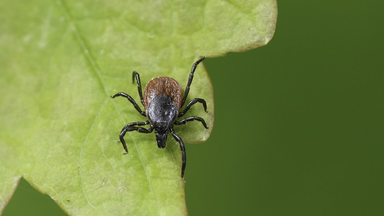 close up photo of a tick sitting on a leaf