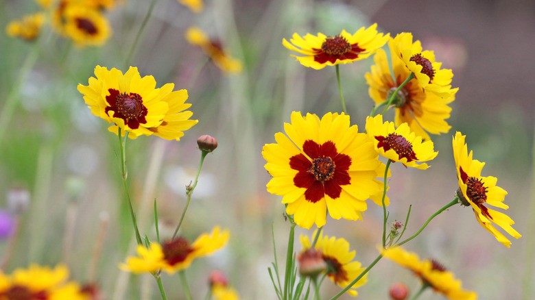 a red and yellow tickseed plant in bloom