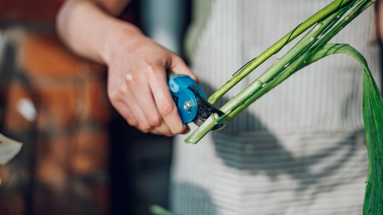 Hand cutting stems fresh flowers 