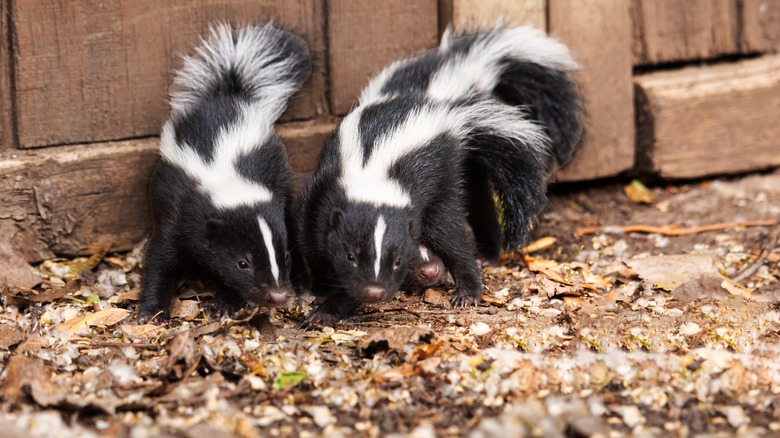 Skunks in homeowner's yard