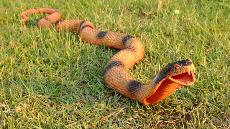 A rubber snake decoy on a lawn