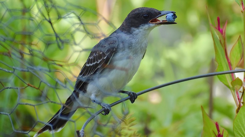 An Eastern Kingbird eating a blueberry
