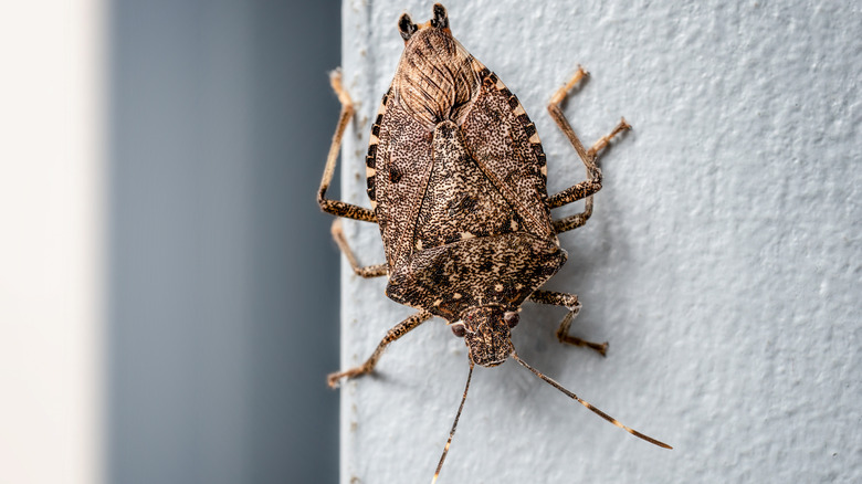 A close-up of stink bug on a wall