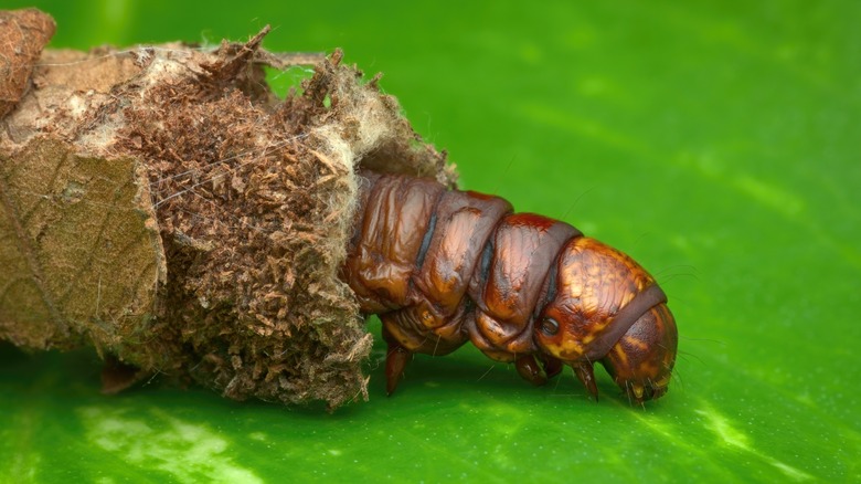 bagworm on a leaf