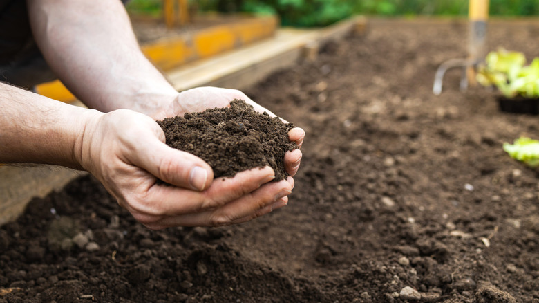Person examining the quality of their soil before planting