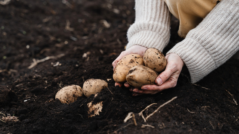 Gardener digging up potatoes from black soil