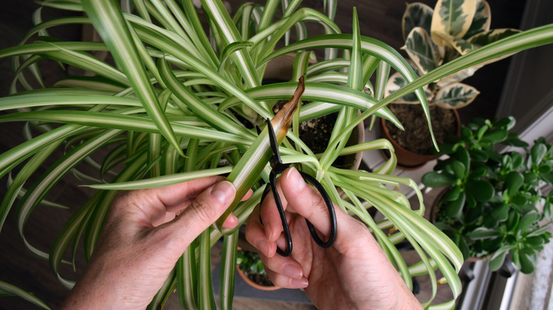 A person trims the damaged leaf of a spider plant using black scissors.