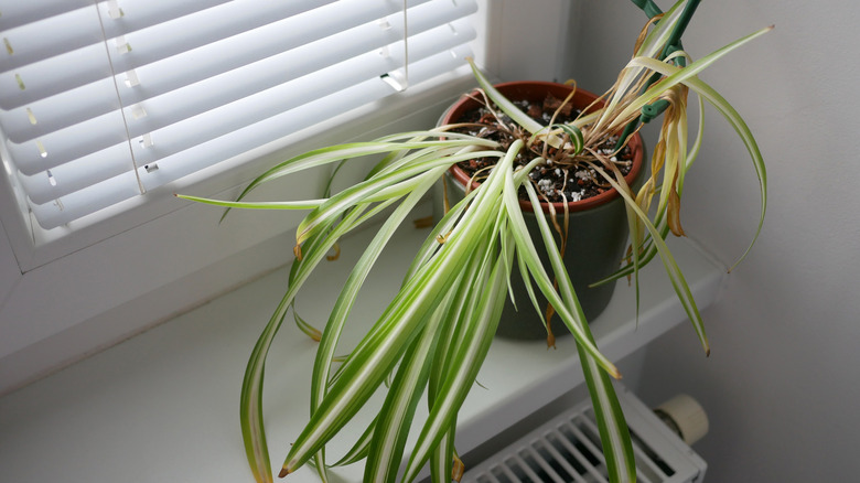An unhealthy spider plant with bent, yellowing, and brown-tipped leaves.