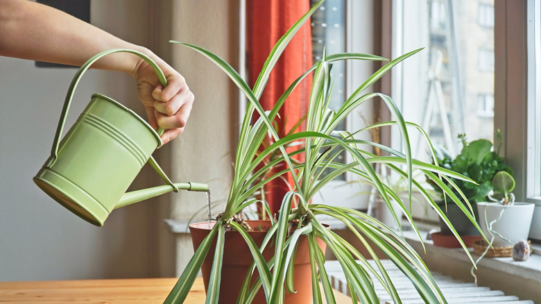 A person waters a potted spider plant with a green metal watering can.