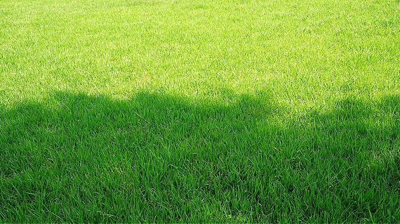 A patch of zoysia grass partly in the sun and partly in the shade
