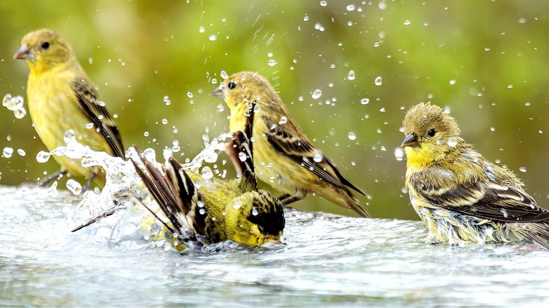 Four gold finches bathe and perch along the edge of a bird bath