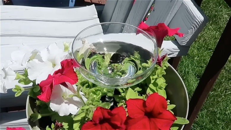 A margarita glass full of water stands in a flower pot for birds to drink from.