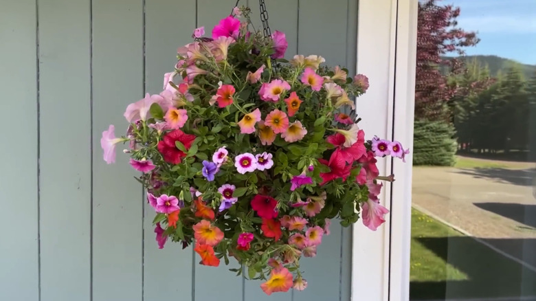 Petunias growing in a sphear from a chain next to a house