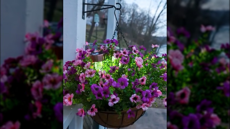 Hanging planter with purple flowers and solar lights on a porch