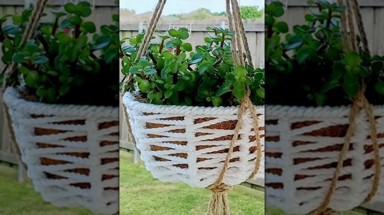 Hanging planter with white woven rope hanging in a back yard
