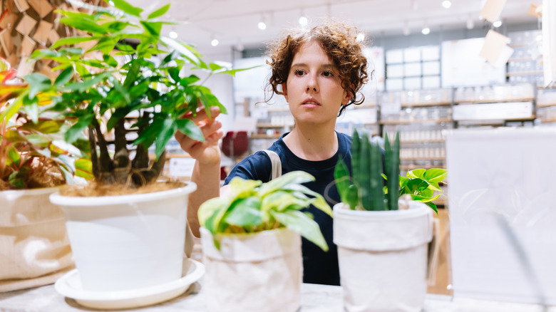Person choosing pots and plants in a store