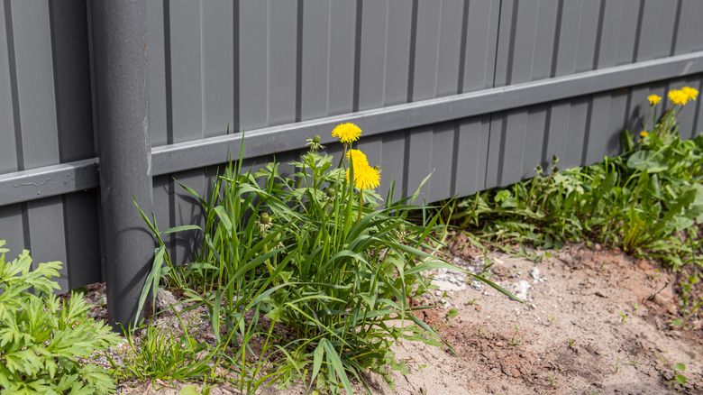 dandelions next to an attractive gray fence