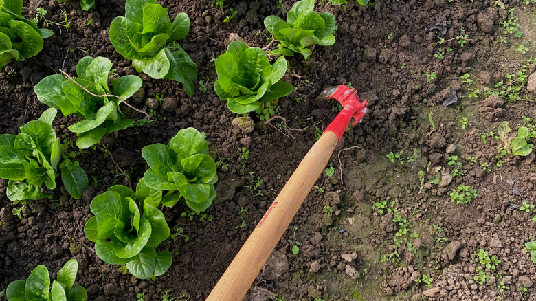 using an action hoe in between rows of lettuce