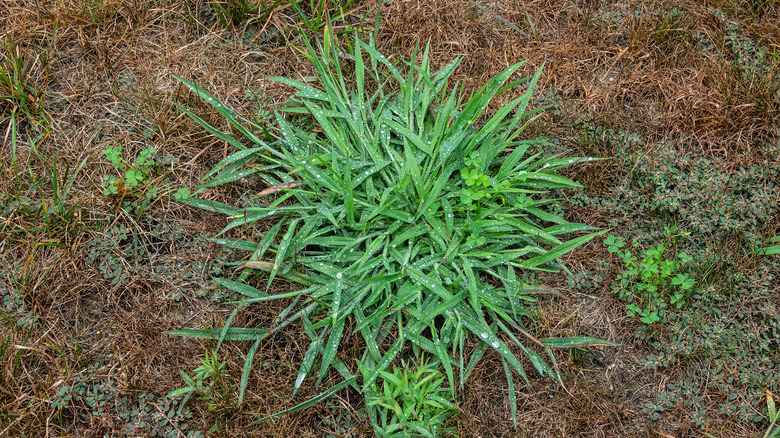 A patch of crabgrass in a brown lawn