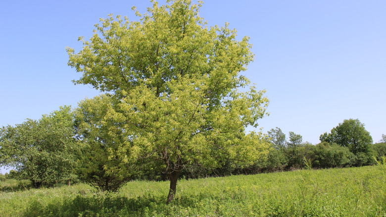 A boxelder tree covered in lime-green leaves stands in a field of low light green foliage.