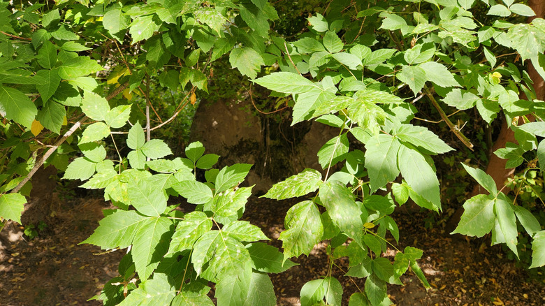 Branches of lime-green leaves are in the foreground, with the ground visible between the leaves and branches.