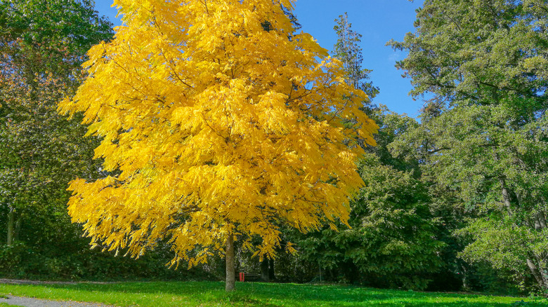 A black walnut tree (Juglans nigra) in brilliant yellow autumn coloring in a public park against deep blue sky.