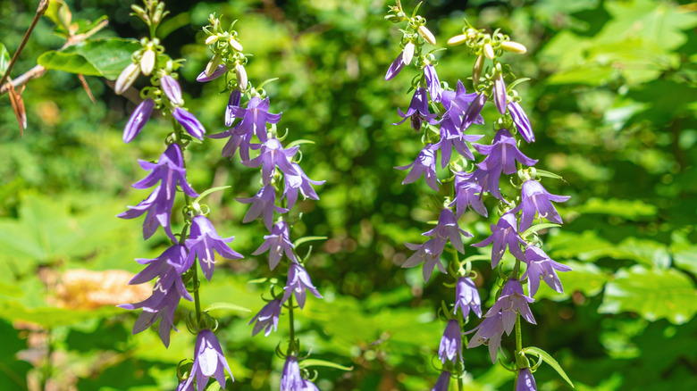 Creeping bellflower plant's purple, bell-shaped flowers