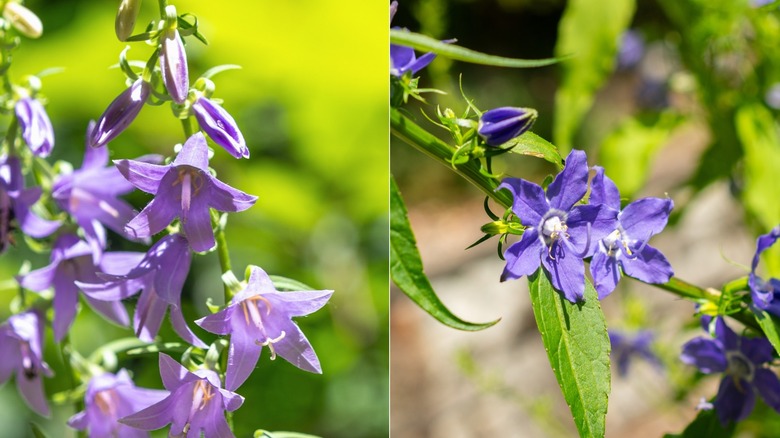 Split image of creeping bellflower and American bellflower