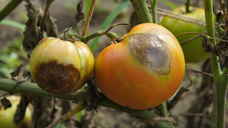 Buckeye rot infecting tomatoes