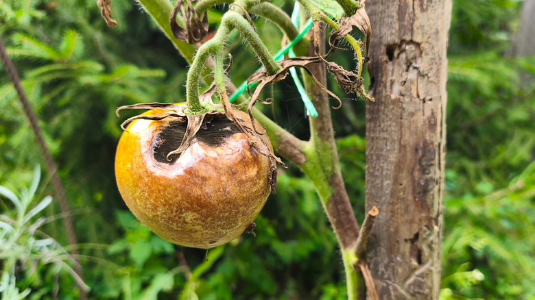 Tomato infected with late blight with brown leaves