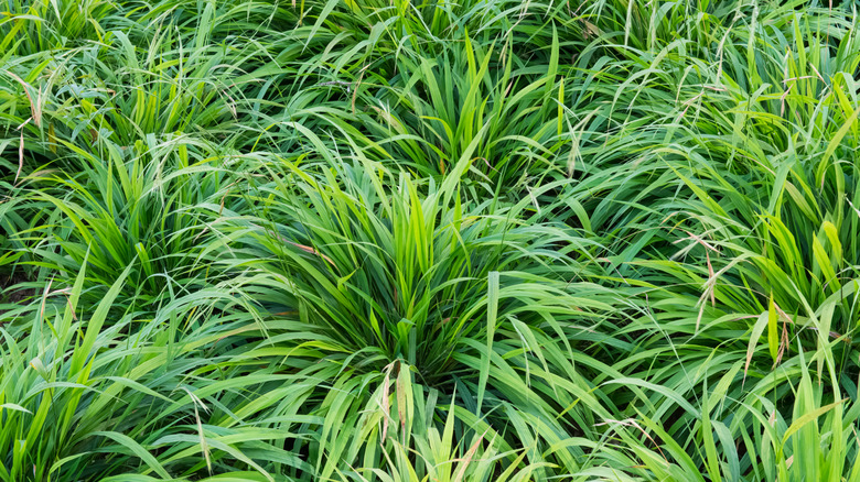 Lawn of the bright green leaves of a false brome (Brachypodium sylvaticum).