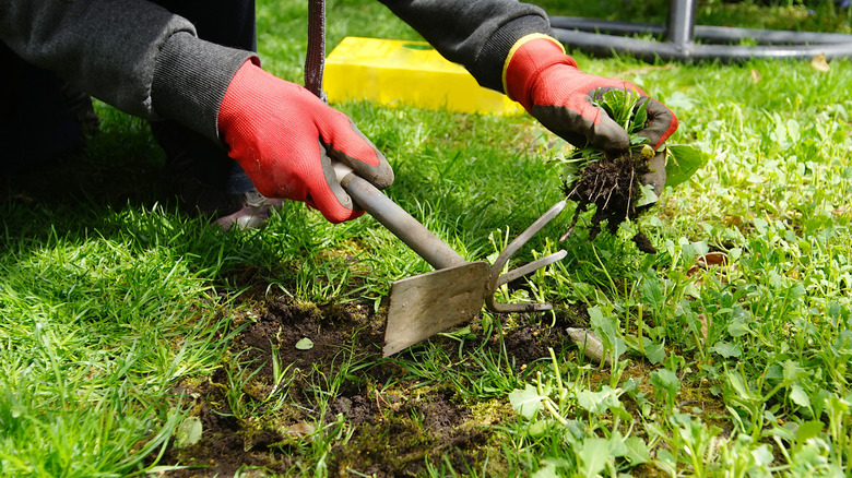 Gloved hands using hoe and fork to pull weeds from grass lawn.