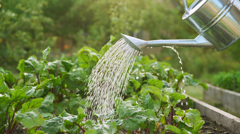 Someone using a watering can to water their garden bed.