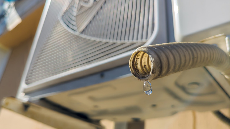 A closeup of an air conditioner's drainage hose dripping water.