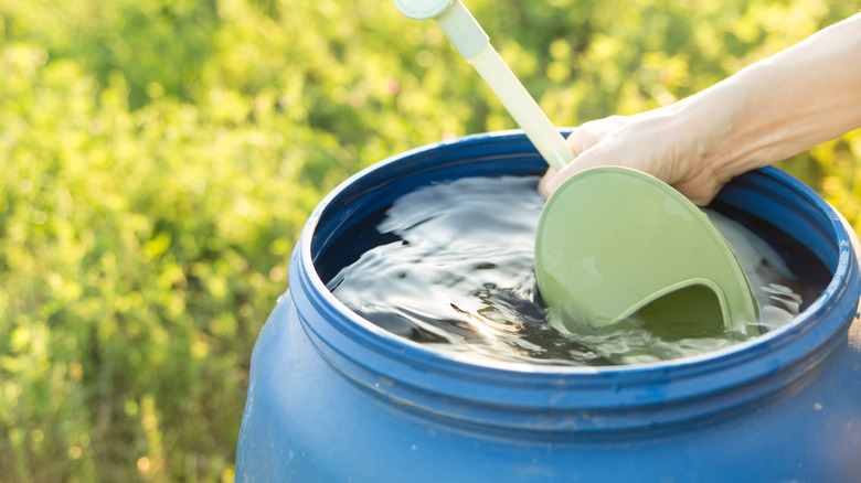 Someone filling a watering can from a barrel of water.