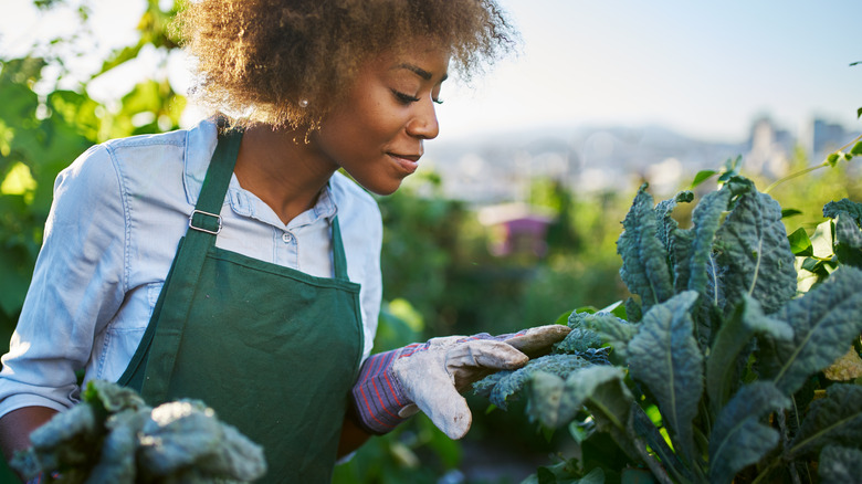 woman tending to kale garden